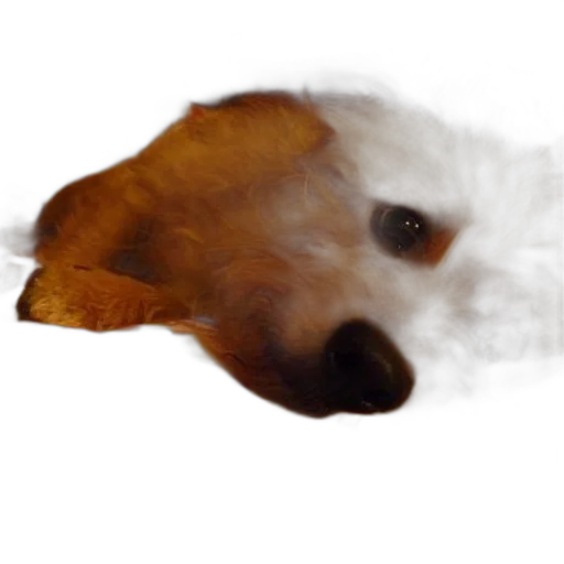 hair, animal, creature, face transparent PNG cut-out