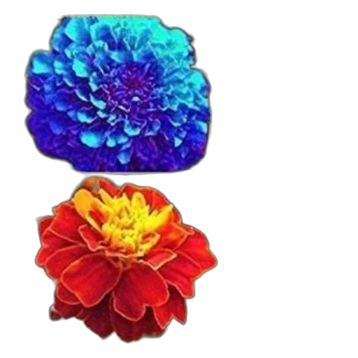 flower, crown, jewelry, 3d render transparent PNG cut-out