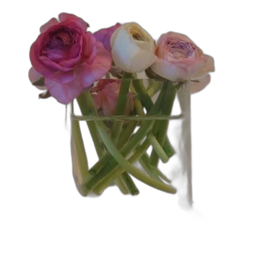 flower, crown, jewelry, hat transparent PNG cut-out