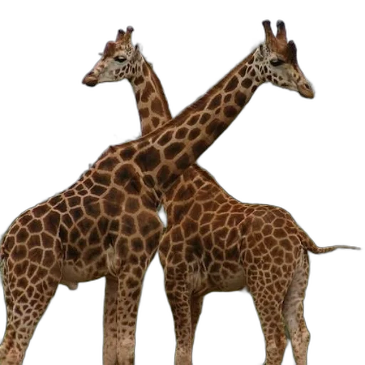 animal, creature, 3d render, concept art transparent PNG cut-out