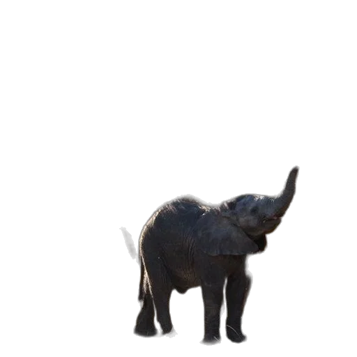 animal, creature, staff, hair transparent PNG cut-out