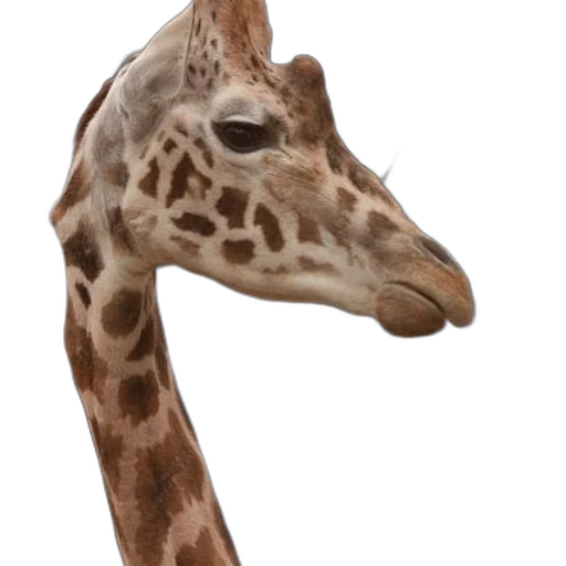 animal, creature, face, mask transparent PNG cut-out