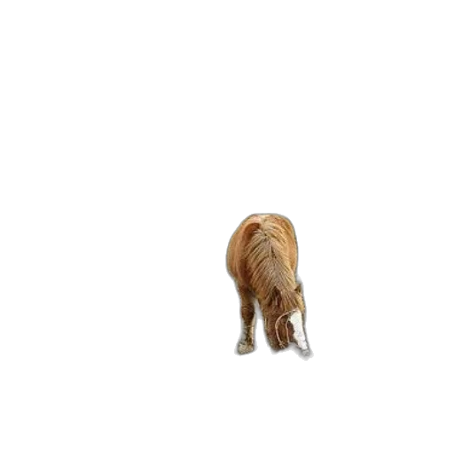 animal, creature, staff, furniture transparent PNG cut-out