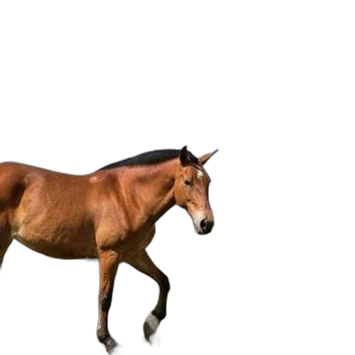 animal, creature, hair, hat transparent PNG cut-out