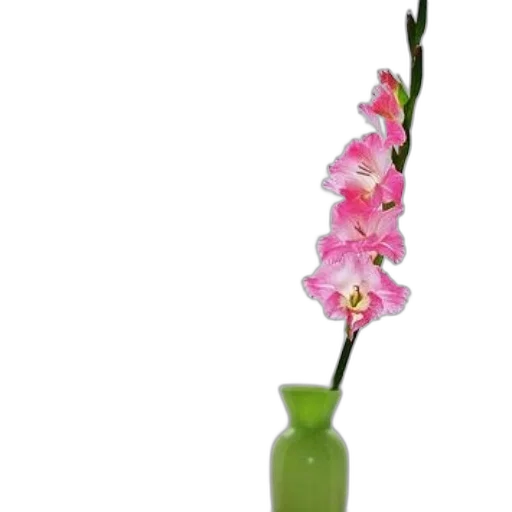 flower, staff, bottle, jewelry transparent PNG cut-out