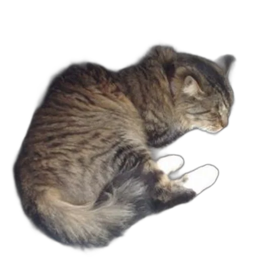 staff, animal, creature, jewelry transparent PNG cut-out