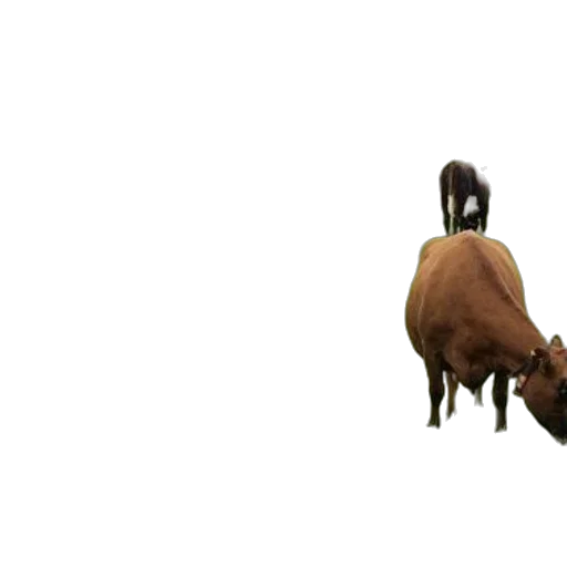 animal, creature, hat, weapon transparent PNG cut-out