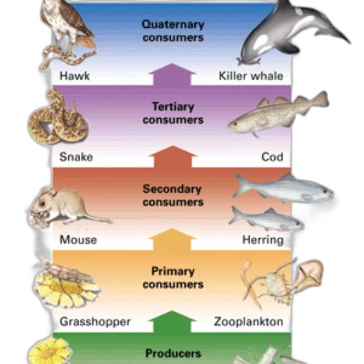 animal, food, web, diagram transparent PNG cut-out