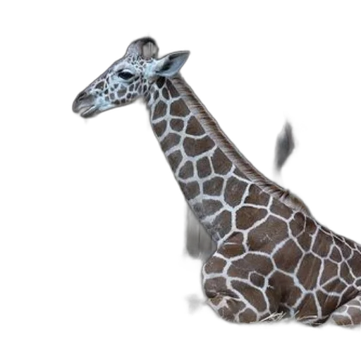 animal, creature, staff, shoes transparent PNG cut-out