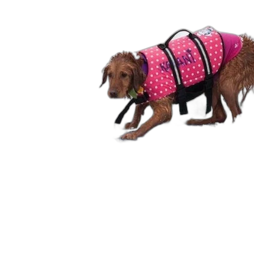 jacket, animal, dress, creature transparent PNG cut-out