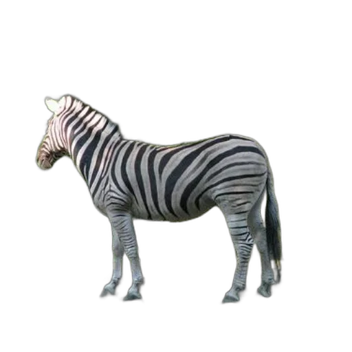 animal, creature, staff, jewelry transparent PNG cut-out