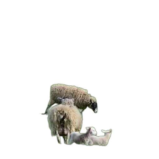 animal, creature, weapon, food transparent PNG cut-out