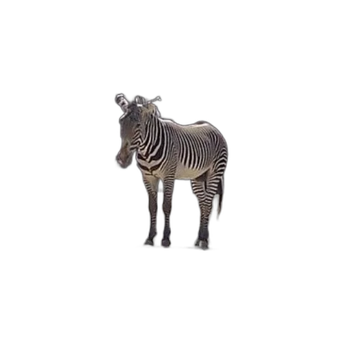animal, creature, furniture, robot transparent PNG cut-out