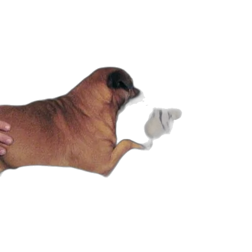 animal, staff, creature, weapon transparent PNG cut-out