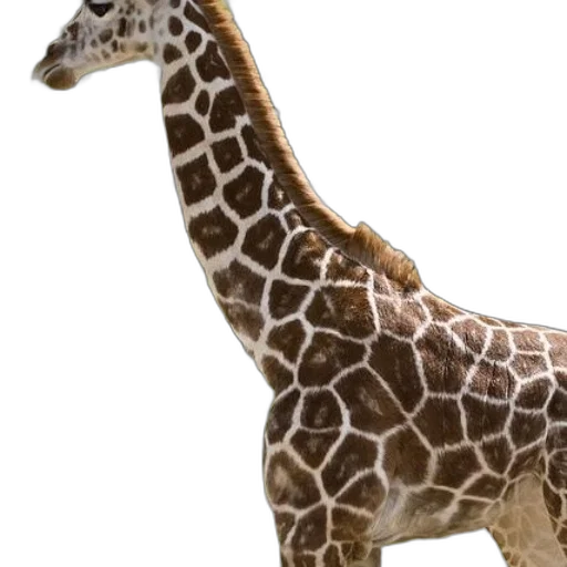animal, creature, staff, weapon transparent PNG cut-out