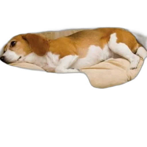 shoes, animal, furniture, hat transparent PNG cut-out