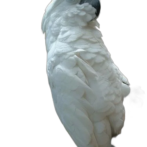 face, mask, animal, creature transparent PNG cut-out