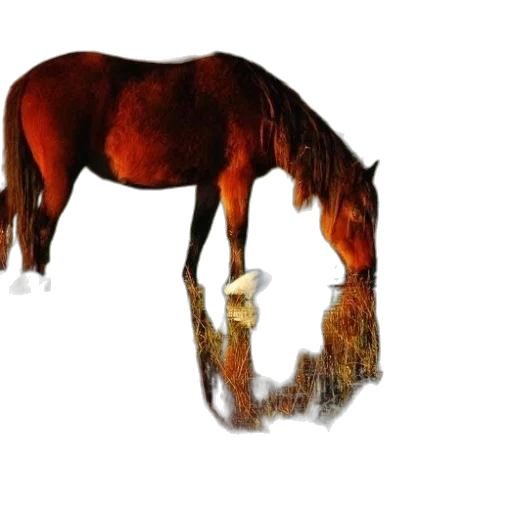 animal, creature, hair, crown transparent PNG cut-out