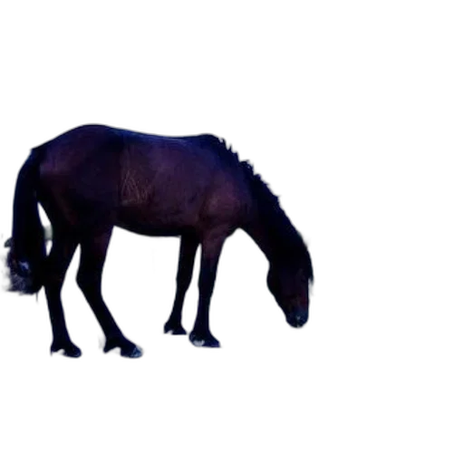 animal, creature, dragon, hair transparent PNG cut-out