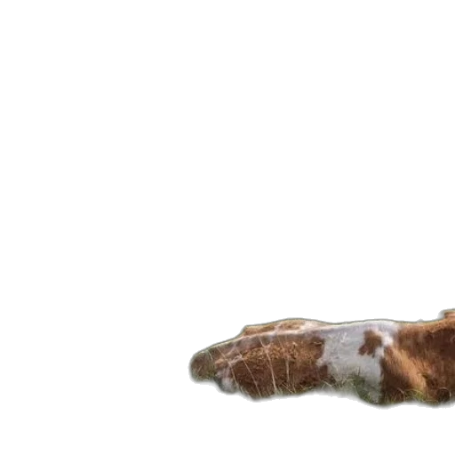 hair, shoes, animal, food transparent PNG cut-out