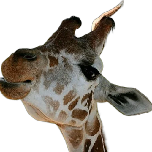 animal, staff, face, creature transparent PNG cut-out