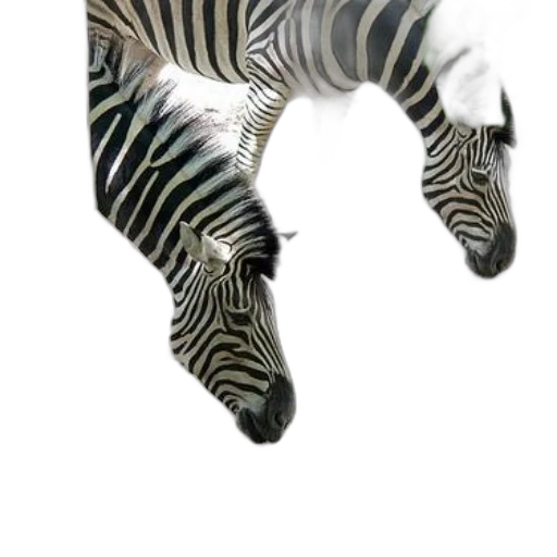 animal, creature, dragon, shoes transparent PNG cut-out