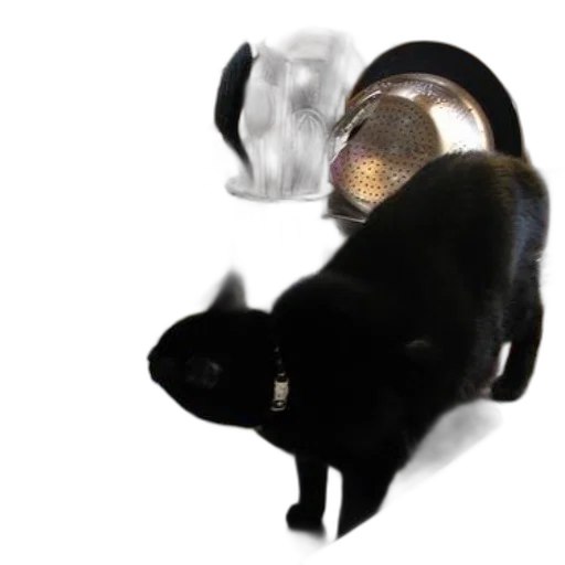 jewelry, animal, hat, mask transparent PNG cut-out