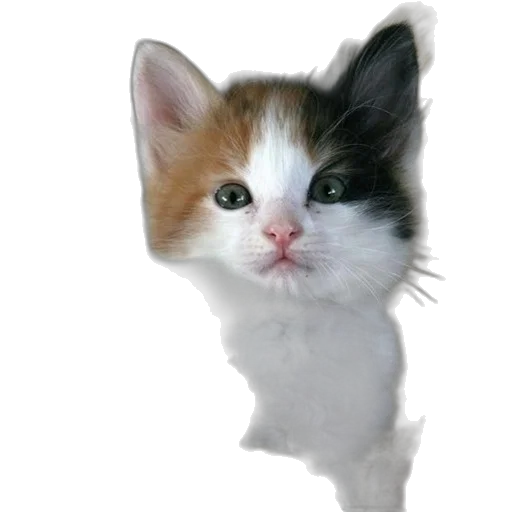 animal, staff, creature, face transparent PNG cut-out