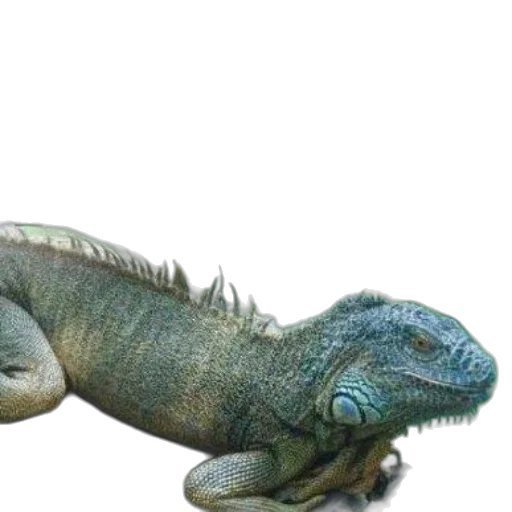 dragon, animal, creature, staff transparent PNG cut-out