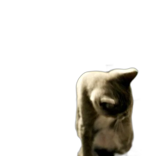 animal, creature, mask, face transparent PNG cut-out