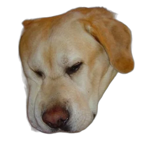 animal, face, staff, hat transparent PNG cut-out