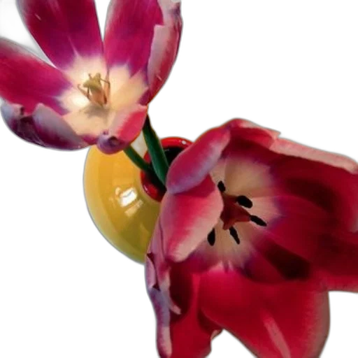 flower, crown, jewelry, staff transparent PNG cut-out
