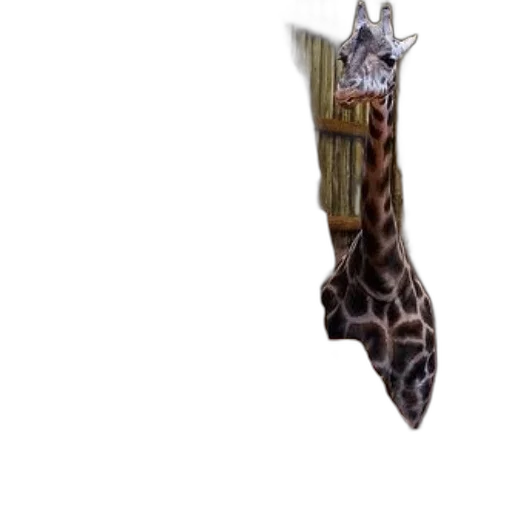 staff, animal, weapon, shoes transparent PNG cut-out