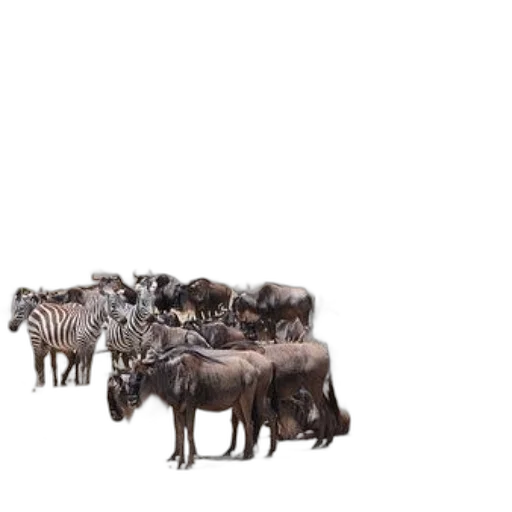animal, furniture, creature, hair transparent PNG cut-out