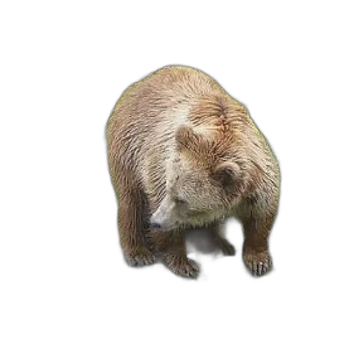 animal, creature, staff, hair transparent PNG cut-out