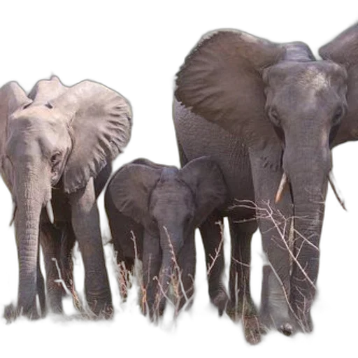 animal, staff, creature, concept art transparent PNG cut-out