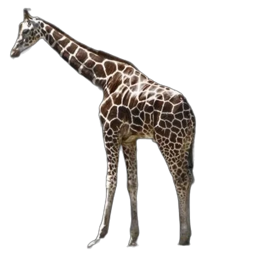 animal, creature, staff, weapon transparent PNG cut-out