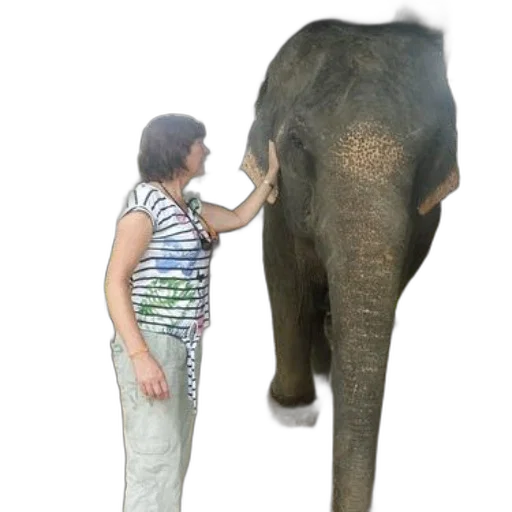 animal, creature, staff, umbrella transparent PNG cut-out