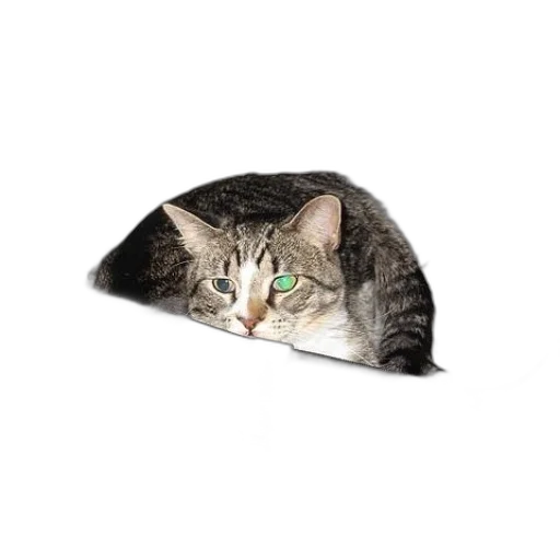 hat, umbrella, animal, jewelry transparent PNG cut-out