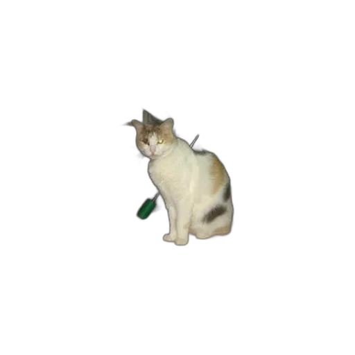 staff, animal, bottle, weapon transparent PNG cut-out