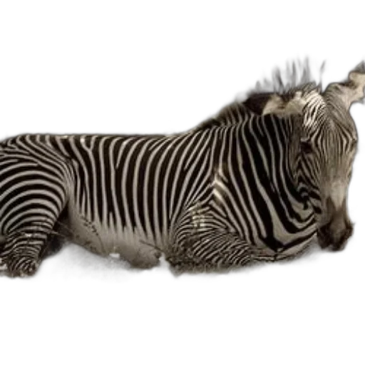 animal, creature, hair, staff transparent PNG cut-out