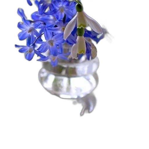 flower, jewelry, crown, bottle transparent PNG cut-out