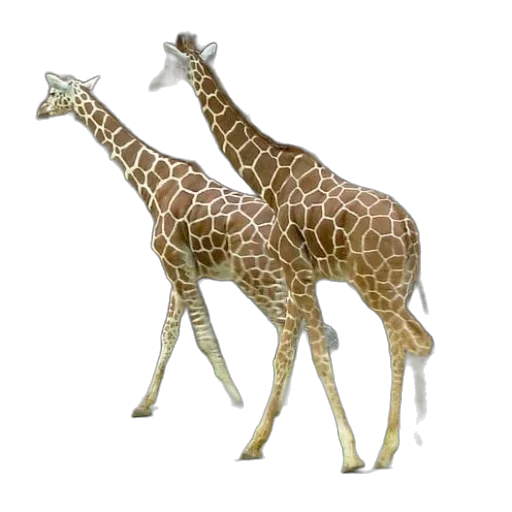 animal, creature, umbrella, weapon transparent PNG cut-out