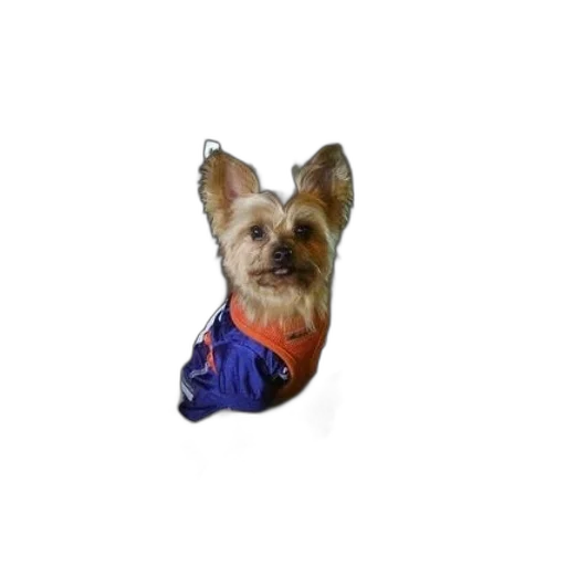 animal, staff, creature, umbrella transparent PNG cut-out