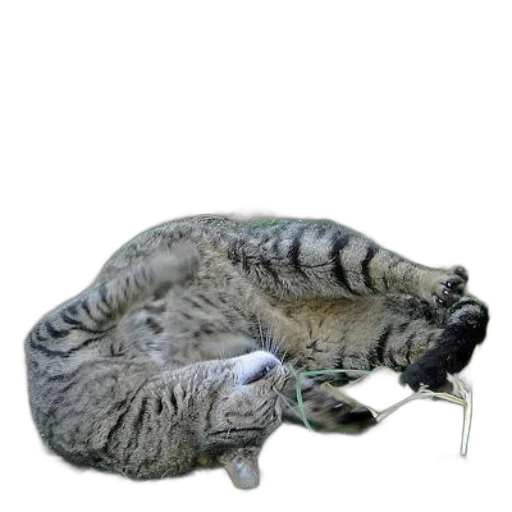 staff, animal, jewelry, bottle transparent PNG cut-out