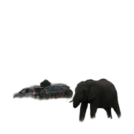 animal, creature, shoes, hair transparent PNG cut-out