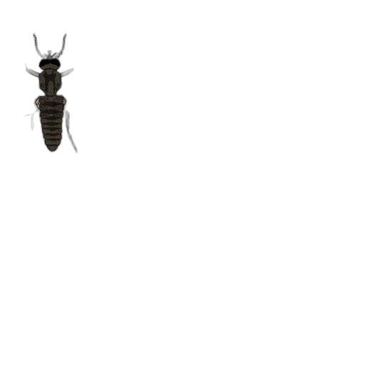 animal, creature, staff, jewelry transparent PNG cut-out
