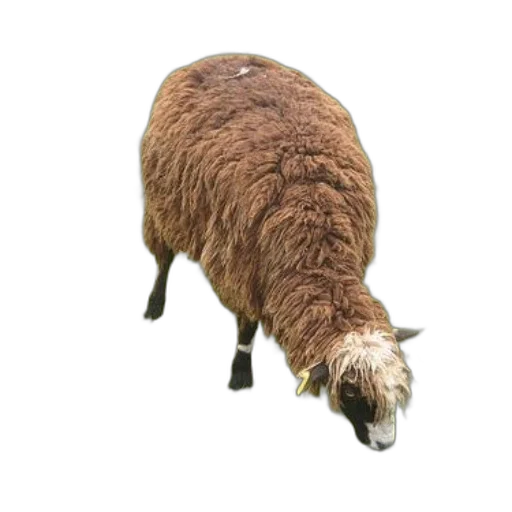 animal, creature, hair, dress transparent PNG cut-out