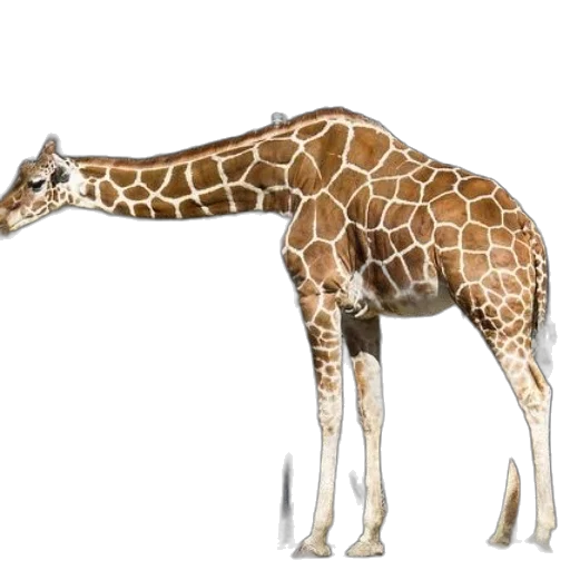 animal, creature, staff, weapon transparent PNG cut-out