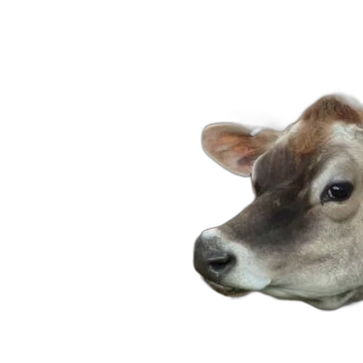 animal, face, creature, food transparent PNG cut-out